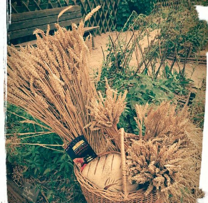 Délicieux jardins au château du Haut-Koenisbourg les 24 et 25 juin 2017